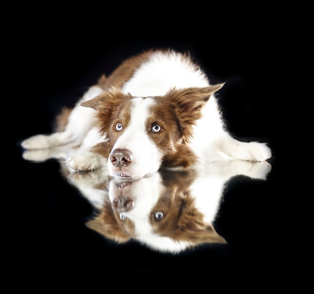 Dog trained for film